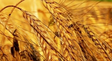 Качество зерна в Украине ухудшается