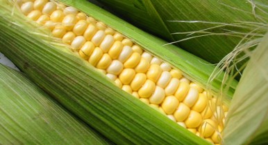 Кукуруза, первая генно-модифицированная сахарная кукуруза.