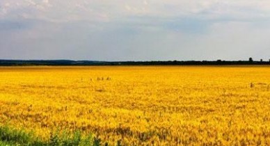 Урожай, Прогноз по украинскому аграрному рынку.