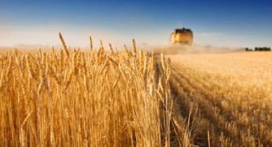 Пошлины на зерно, Верховная Рада Украина отменила экспортные пошлины на пшеницу и кукурузу.