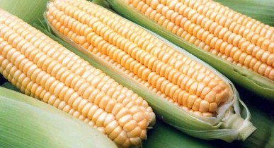 Кукуруза, цена на кукурузу, Азаров обеспокоен падением цен на кукурузу.
