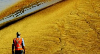 Украина намолотила 50 миллионов тонн зерновых.