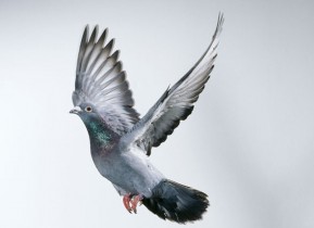 Почтовый голубь продан за треть миллиона