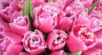 Цветы, цветы к 8 марта, цены на цветы.
