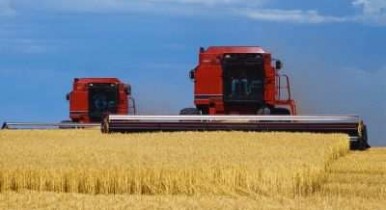 В ООН прогнозируют резкое снижение урожая пшеницы в Украине.
