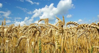 Аграрный сектор Украины, аграрный сектор Украины в 2012 году получит 6,4 млрд гривен господдержки.