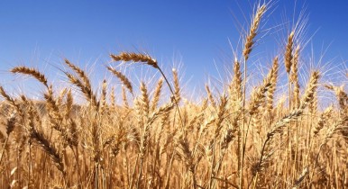 За последние четыре года стоимость пшеницы достигла рекордного уровня
