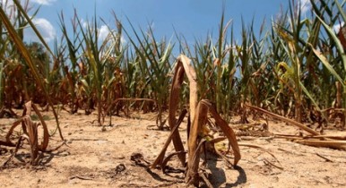 Засуха в США может взвинтить цены на продовольствие.