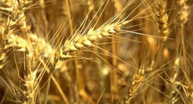 Украина вводит полный запрет на экспорт пшеницы.