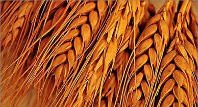 Украина повременит с запретом экспорта пшеницы.