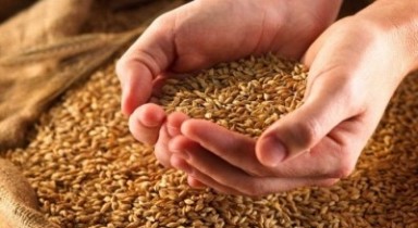 Украина способна обеспечить свою продовольственную безопасность без ограничения экспорта зерна, — Присяжнюк