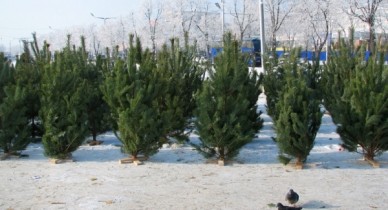 Для праздников в Украине срубили миллион «новогодних елок» .