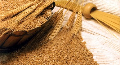 Украина экспортировала более 19 млн тонн зерна.