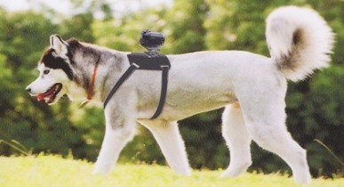 Sony выпустит видеокамеру для собак.
