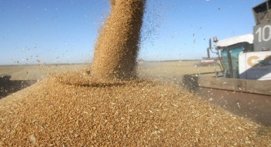 В Украине разрешили безлимитный экспорт пшеницы до июня.