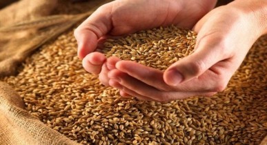 В 2013 году ожидается богатый урожай зерна.