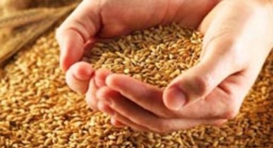 ВР хочет сделать сертификацию качества зерна добровольной.
