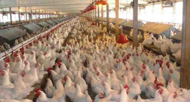Украинские птицеводы начнут поставлять курятину в ЕС в июне.