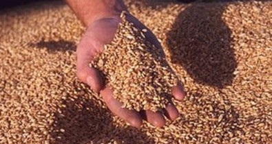 Украинские аграрии собрали 950 тысяч тонн зерна.