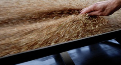 Міністр аграрної політики та продовольства України Микола Присяжнюк вважає, що для зниження внутрішніх цін на зерно не має підстав.