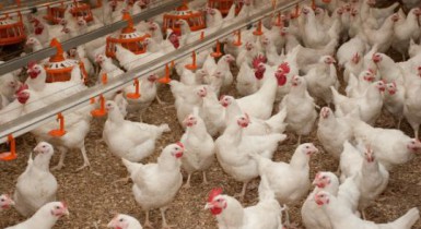 Производство мяса птицы в Украине выросло на 7,5%.