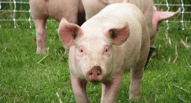 В России могут запретить разведение свиней в частных хозяйствах.