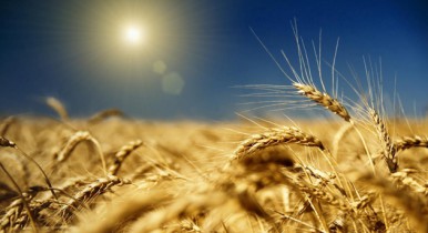 Зернотрейдеры повысят закупочные цены на зерно.