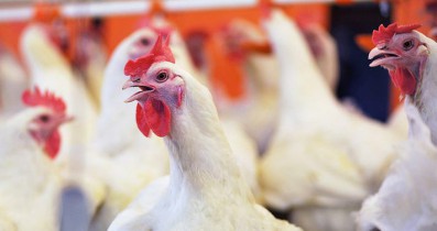 Украина займет девятое место среди крупнейших мировых экспортеров курятины.
