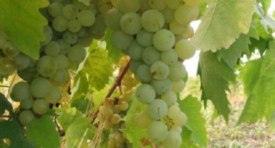 Минагрополитики прогнозирует рост урожая винограда на 9% до 500 тыс. тонн в 2013 году.