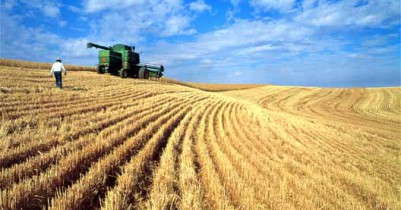 Минсельхоз США повысил прогноз урожая зерна в Украине.