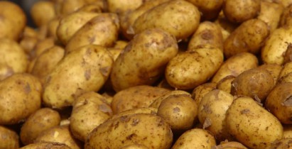 Производство картофеля в Украине к 1 августа выросло на 10,4%.