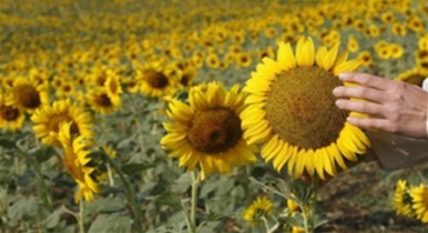 Эксперты прочат Украине рекордный урожай подсолнечника.
