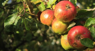В Украине увеличилось потребление яблок отечественного производства.