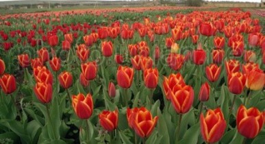 Украина за 8 месяцев импортировала 7 тыс. тонн цветов.