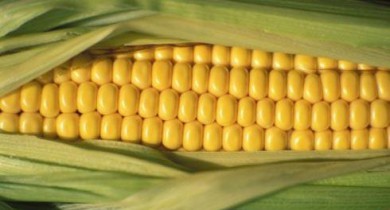 В текущем году экспорт кукурузы увеличится на 22% — до 16,4 млн т.