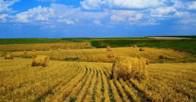Производство зерновых и зернобобовых культур в Украине увеличилось на 27,1%.