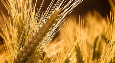 Украина в текущем году стала наибольшим поставщиком пшеницы в Южную Африку.