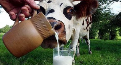 Производители молока просят Азарова урегулировать экспорт белорусской продукции.
