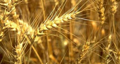 Минагропрод отрицает введение ограничений на экспорт зерновых.