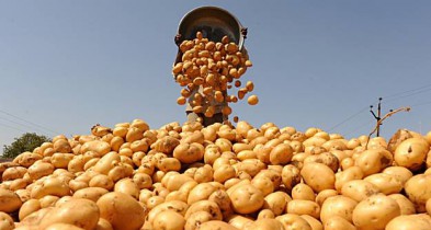 В Украине уже собрали 21,5 млн тонн картофеля.