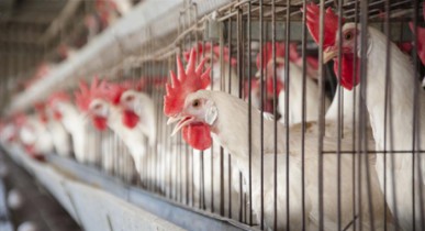 Россия может запретить поставки мяса птицы из Бразилии.
