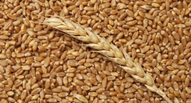 Государственная зерновая корпорация закупила по споту более 1 млн тонн зерна.