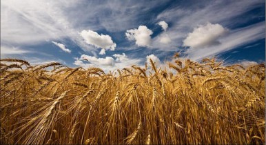 Украина и Россия подписали договоренности о создании Причерноморского зернового пула.