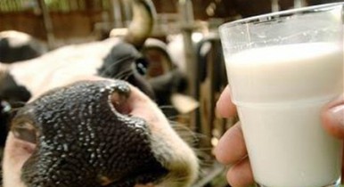 Украина за 9 месяцев экспортировала 560 тыс. тонн молока.