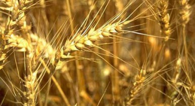 Cargill предоставила «Укрлендфармингу» $60 млн для поставки зерна.