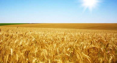 Украина к 25 октября засеяла озимыми зерновыми 90% прогнозируемых площадей.