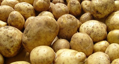 Россельхознадзор нашел 77 тонн зараженного картофеля из Беларуси.