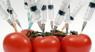 Минагрополитики подготовит проект по легализации выращивания ГМО культур.