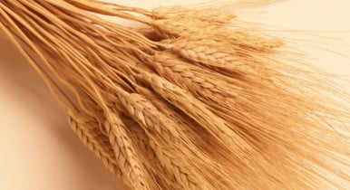 ай озимой пшеницы может сократиться на 4 млн тонн из-за теплой погоды.