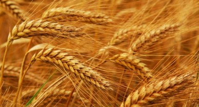 Пшеница и ячмень уступают украинские поля кукурузе.